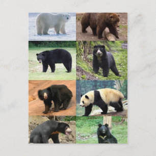 世界のクマたち8 ポストカード