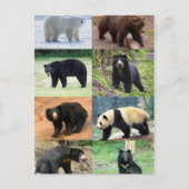 世界のクマたち8 ポストカード (正面)
