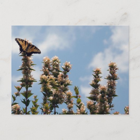 世界のトップ ポストカード (正面)