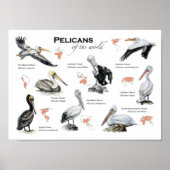 世界のポスターのペリカン ポスター (正面)