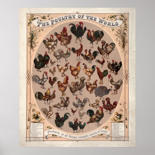 世界の家禽チキン種ヴィンテージ ポスター (正面)