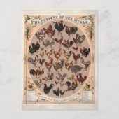 世界の家禽チキン種ヴィンテージ ポストカード (正面)