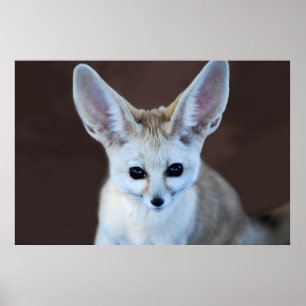 世界の最もかわいいFennecのキツネ ポスター