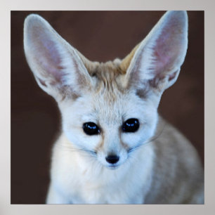 世界の最もかわいいFennecのキツネ ポスター