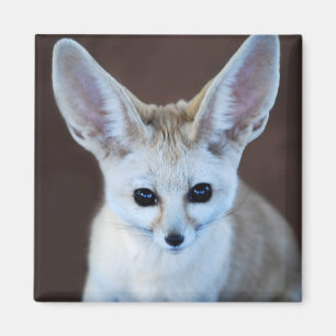 世界の最もかわいいFennecのキツネ マグネット