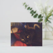 世界の最もハンサムな猫 ポストカード (スタンド正面)