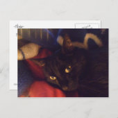 世界の最もハンサムな猫 ポストカード (正面/裏面)