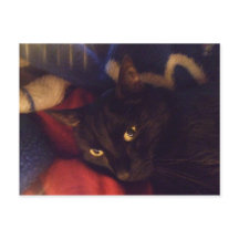 世界の最もハンサムな猫