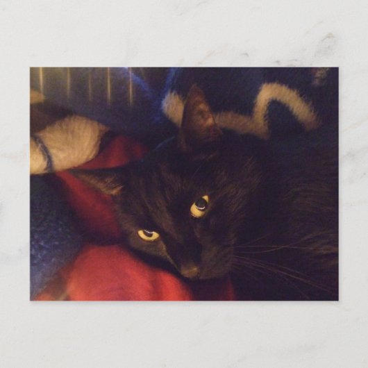 世界の最もハンサムな猫 ポストカード (正面)