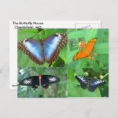 世界の蝶 ポストカード (正面/裏面)