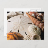 世界中の貝殻の詳細 ポストカード (正面/裏面)