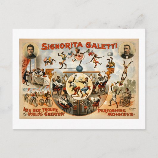 世界最大級のパフォーミングモンキー1892 ポストカード (正面)