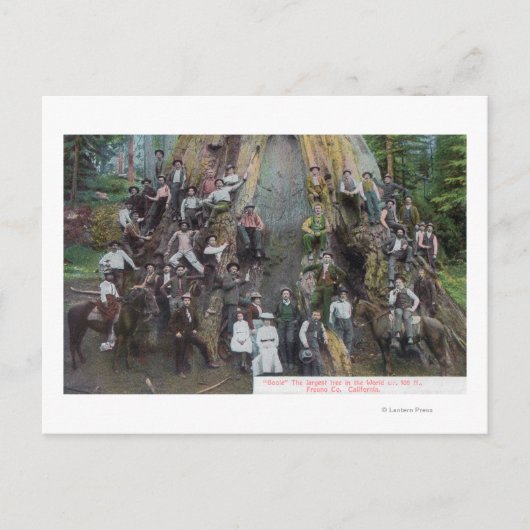 世界最大級の木ボオールの見解 ポストカード (正面)