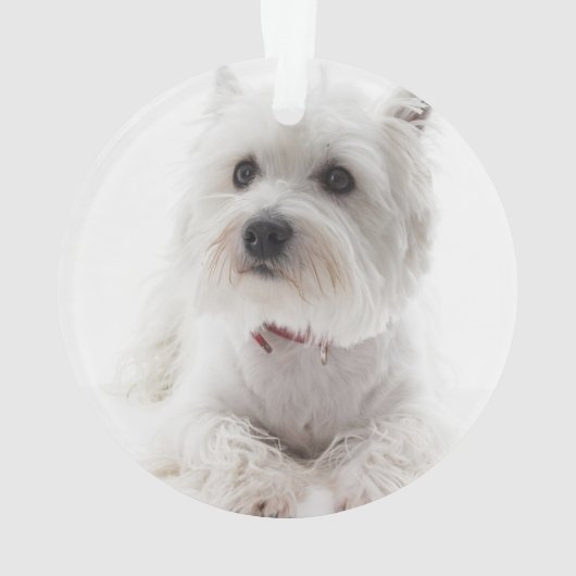 世界最高の犬 ブラック&ホワイト バッファローチェック ネーム オーナメント (裏面)