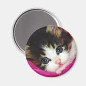 世界最高級の子猫 マグネット (正面/裏面)