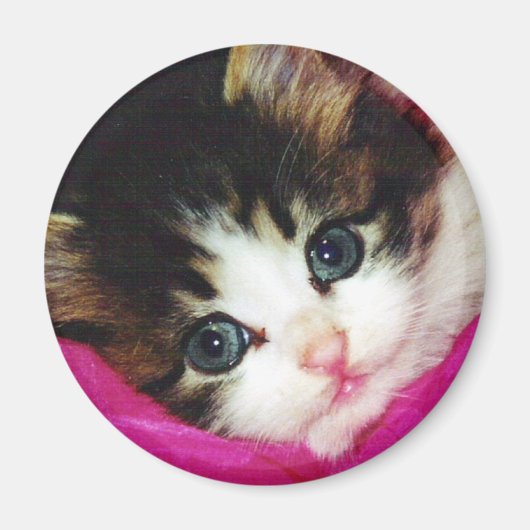 世界最高級の子猫 マグネット (正面)