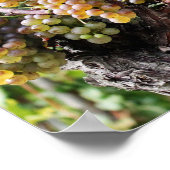 世界素晴らしの白ワインの品種 ポスター (角)