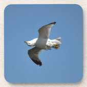 世界野生生物コレクションの鳥類 コースター (正面)