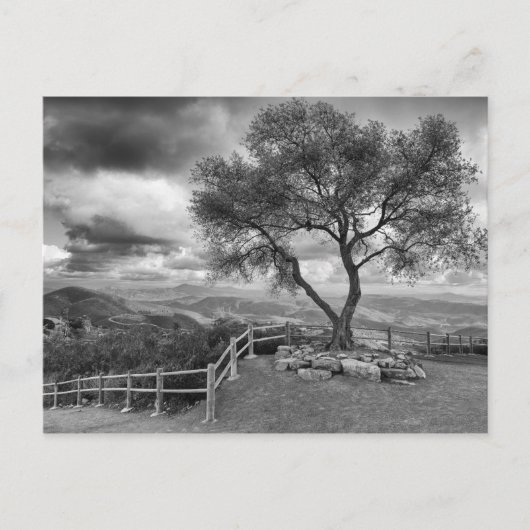 丘の上の木 ポストカード (正面)
