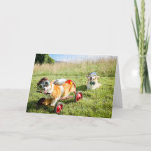 丘の上の科学者のコギ空白のス