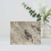 丘の上の羊の大麦 ポストカード (スタンド正面)