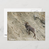 丘の上の羊の大麦 ポストカード (正面/裏面)