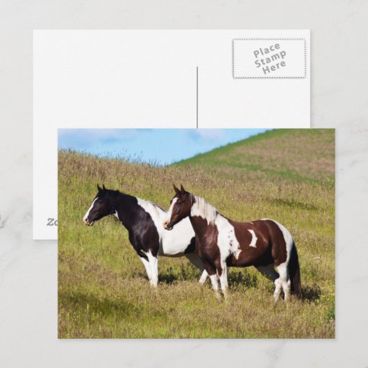 丘の上の馬 ポストカード (正面/裏面)