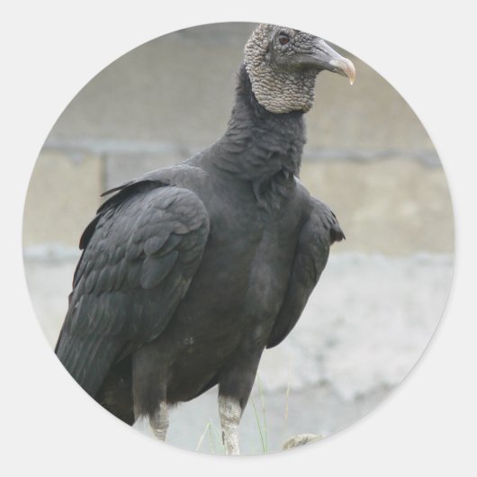 丘の上の黒いハゲワシ ラウンドシール (正面)