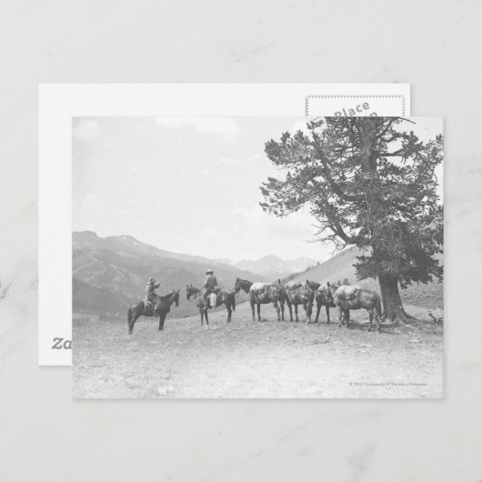 丘の上を見ている荷馬を持つ男性 ポストカード (正面/裏面)