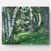 丘の中腹の木 フォトプラーク (正面)