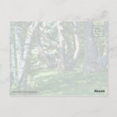 丘の中腹の木 ポストカード (裏面)