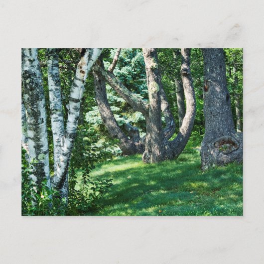 丘の中腹の木 ポストカード (正面)