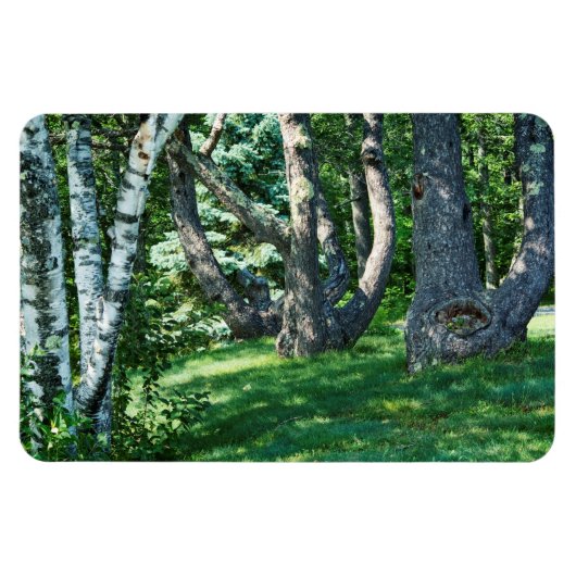 丘の中腹の木 マグネット (横)