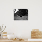 丘の中腹の黒と白の牛16x20 ポスター (キッチン)