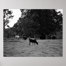 丘の中腹の黒と白の牛16x20