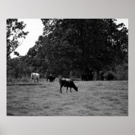 丘の中腹の黒と白の牛16x20 ポスター