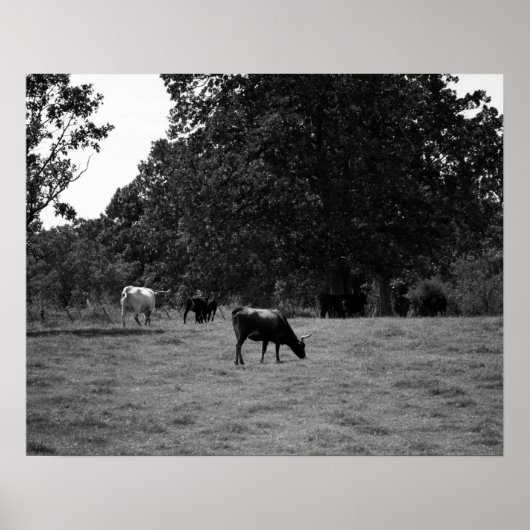 丘の中腹の黒と白の牛16x20 ポスター (正面)