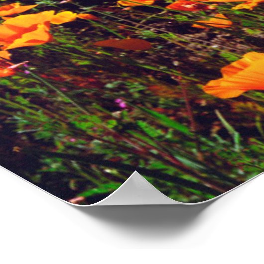 丘の中腹を覆うカリフォルニアケシ ポスター (角)