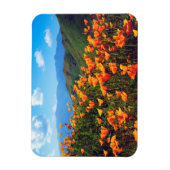 丘の中腹を覆うカリフォルニアポピー マグネット (縦)