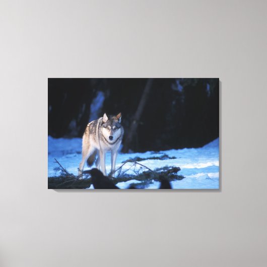 丘の麓の灰色のオオカミ、カニスループス キャンバスプリント (正面)