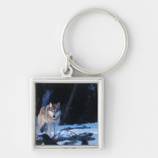丘の麓の灰色のオオカミ、カニスループス キーホルダー (正面)