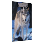 丘の麓の灰色のオオカミ、カニスループス クリップボード (右)