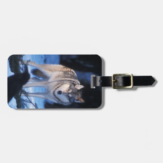 丘の麓の灰色のオオカミ、カニスループス ラゲッジタグ (正面横)