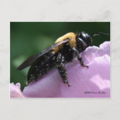 両側はがき ポストカード (正面)