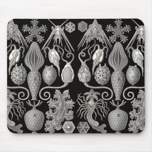 「両性動物(Amphoridea)」 マウスパッド (正面)