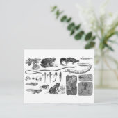 両生類の進化 ポストカード (スタンド正面)