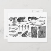 両生類の進化 ポストカード (正面/裏面)