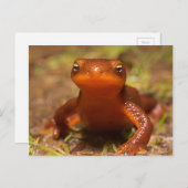 両生類オレゴン州コルバリス爬虫類 ポストカード (正面/裏面)