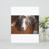 両面オーストラリアの羊飼い赤いメルレイ敷設fl (スタンド正面)