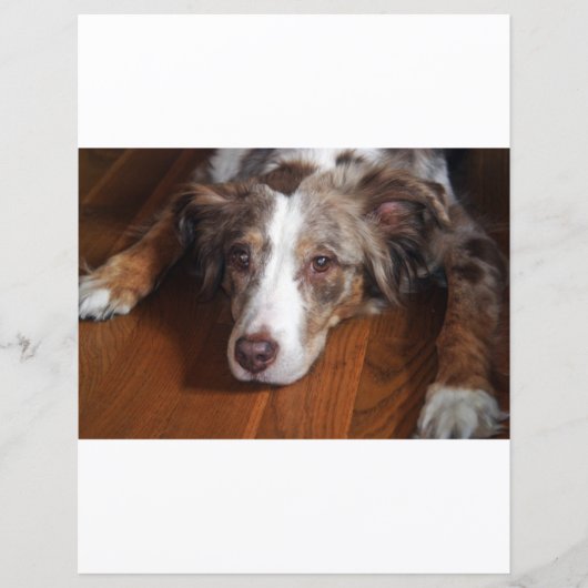 両面オーストラリアの羊飼い赤いメルレイ敷設fl (正面)